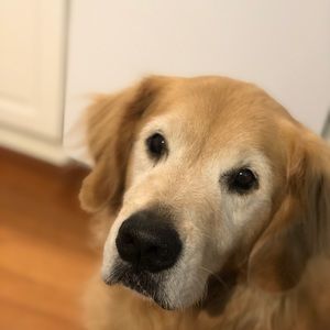 Meet your Posher, Emma